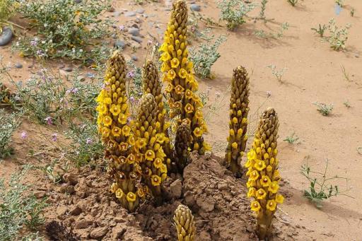 Desert Rape