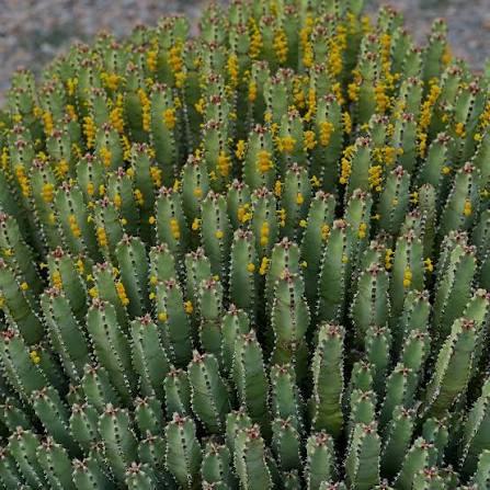 Queen Victoria's Coral Cactus