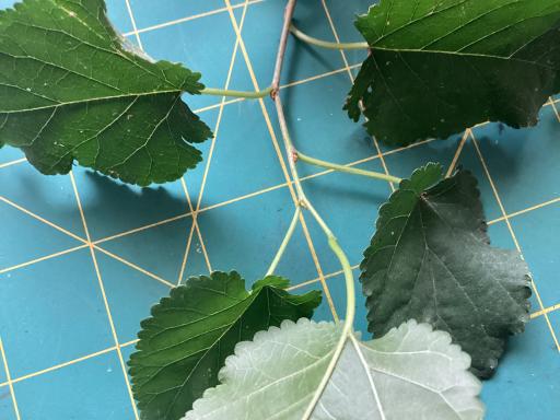White Mulberry