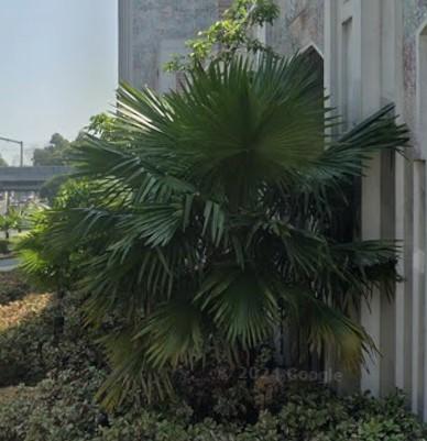 Chinese Fan Palm
