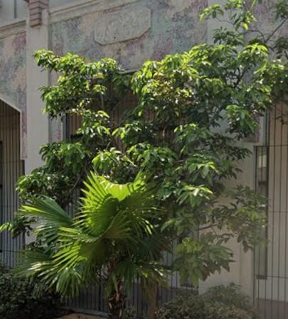 Chinese Windmill Palm