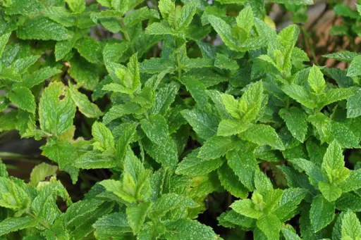 Peppermint