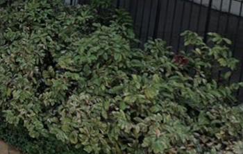 Japanese Laurel