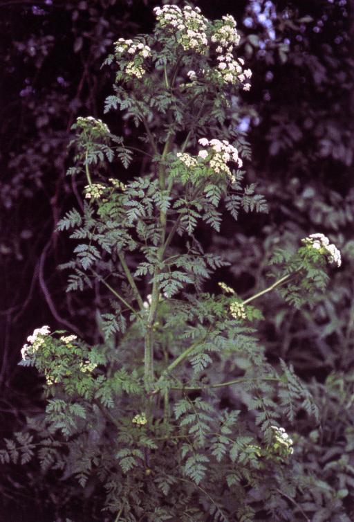 Poison Hemlock