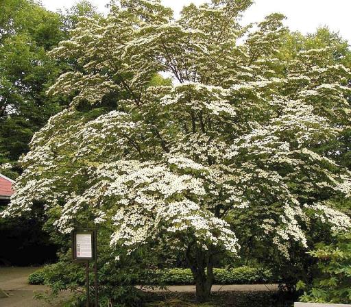 Dogwood