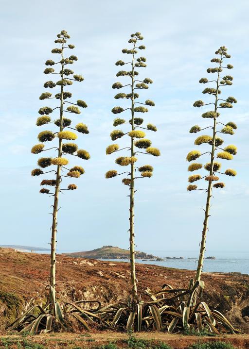 Agave