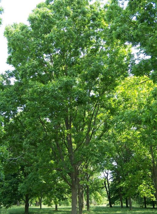 Texas Pecan