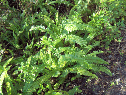 Sword Fern