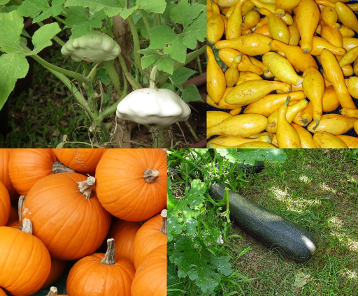 Zucchini