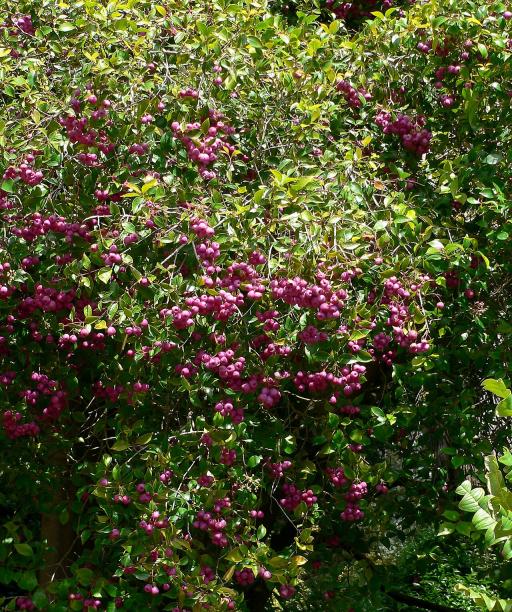 Lilly Pilly