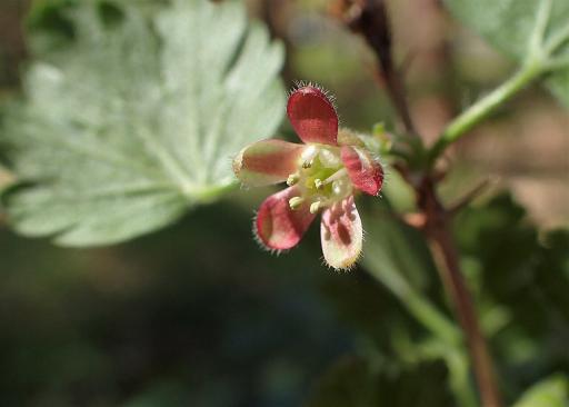 European Gooseberry