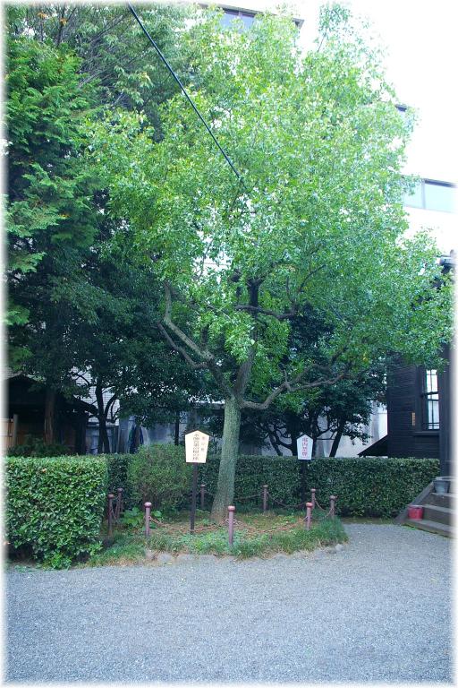 Chinese Jujube