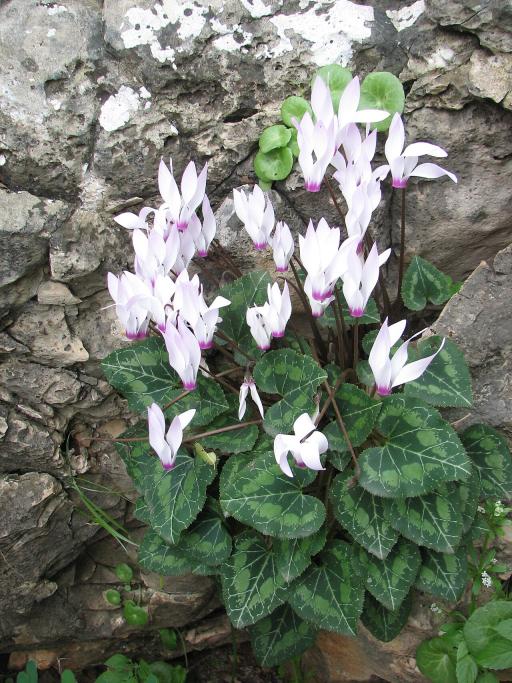 Persian Cyclamen