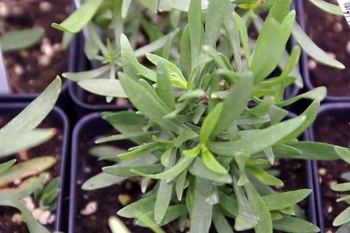 French Tarragon