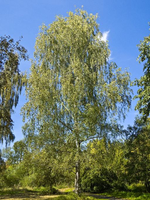 Birch Tree