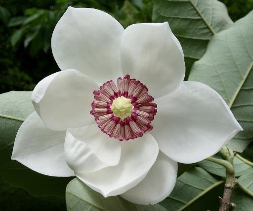 Magnolia Tree