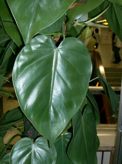 Heart-leaf Philodendron