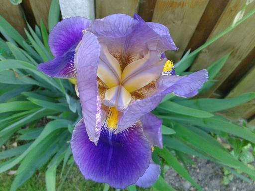 Iris