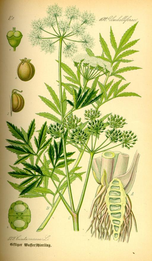 Water hemlocks