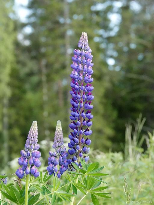 Lupins