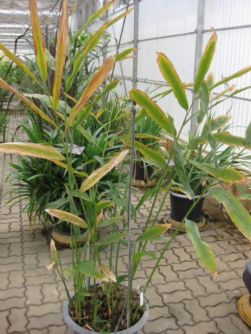 Greater Galangal