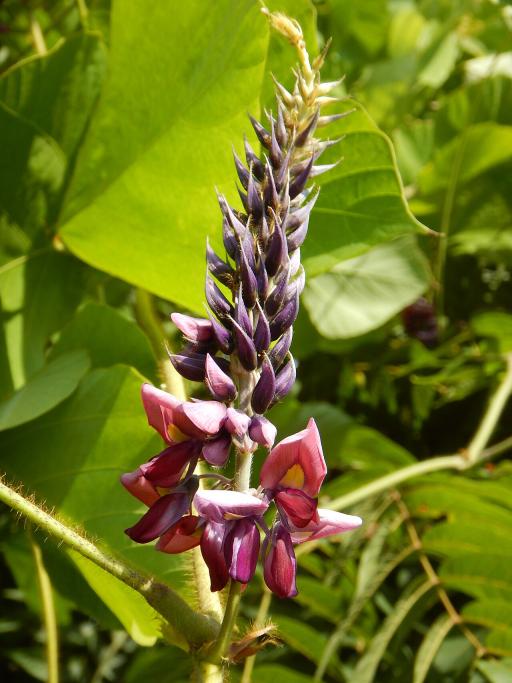 Kudzu