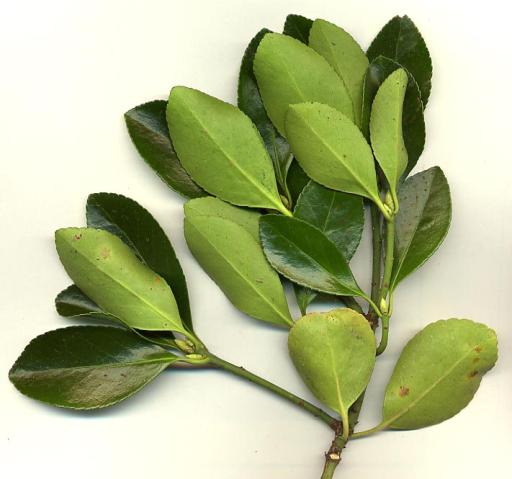 Japanese Spindle