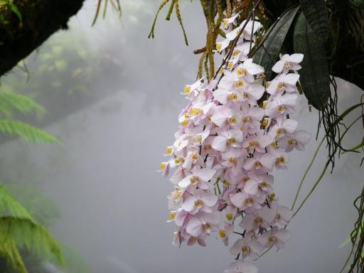 Moth orchids