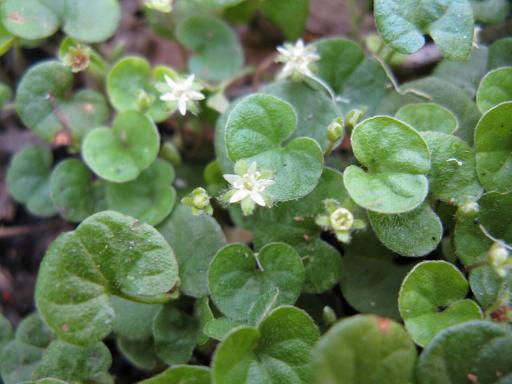 Kidney Weed