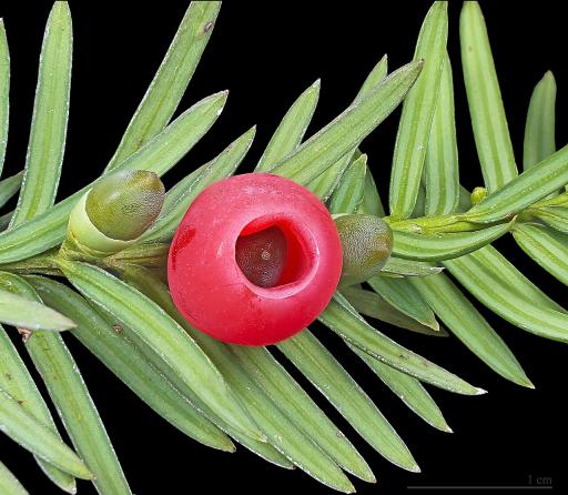 European Yew