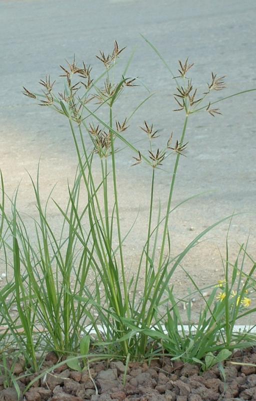 Nut grass