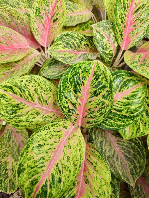 Chinese Evergreen