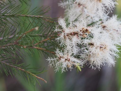 Melaleuca
