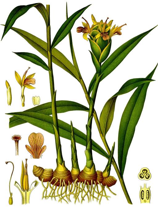 Ginger
