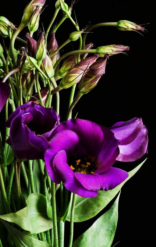 Lisianthus
