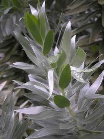 Conebushes