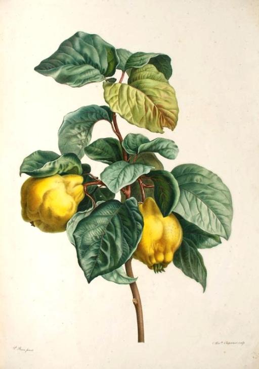 Common Quince