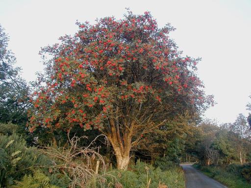 Rowan Tree