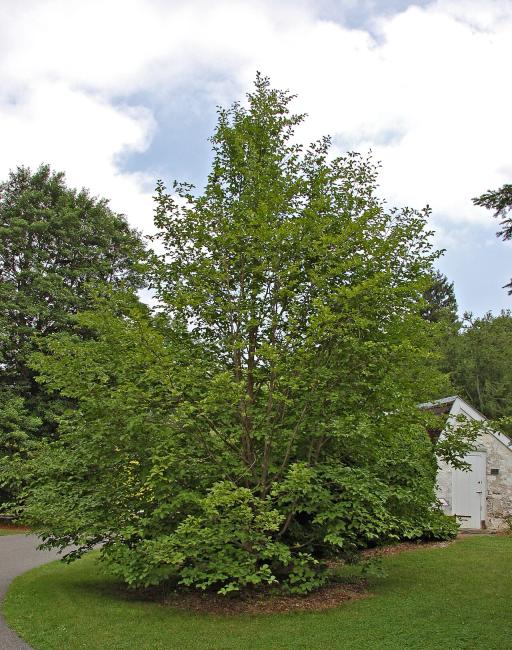 Japanese Stewartia