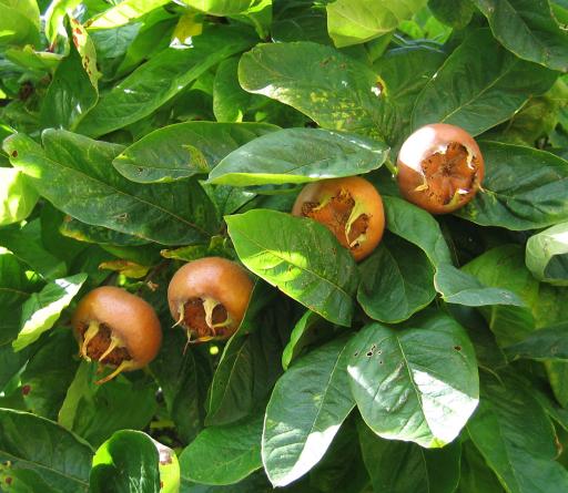 Common Medlar
