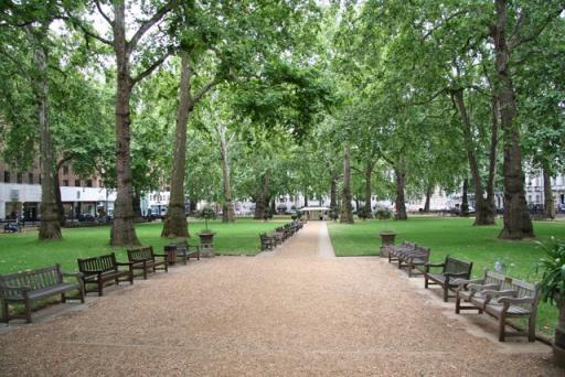London Plane