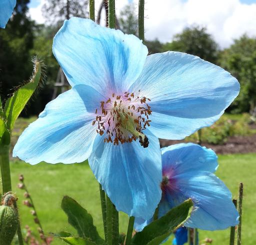 Himalayan Blue Poppy
