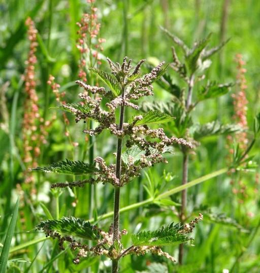 Common Nettle