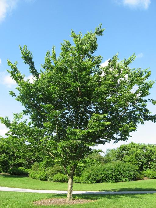 Hackberry