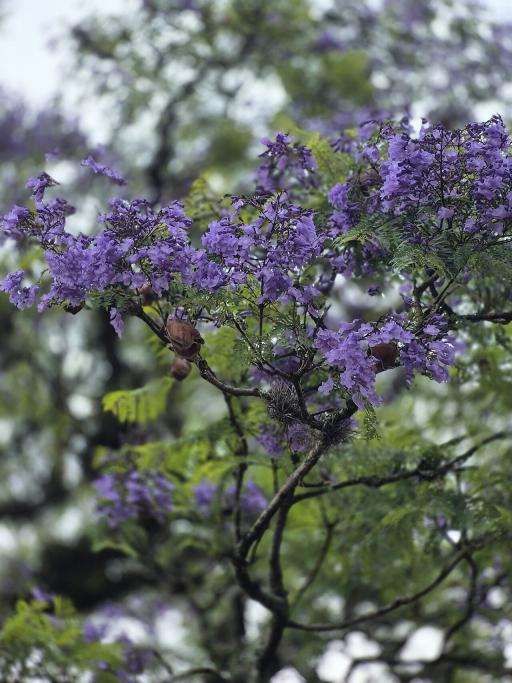 Jacaranda