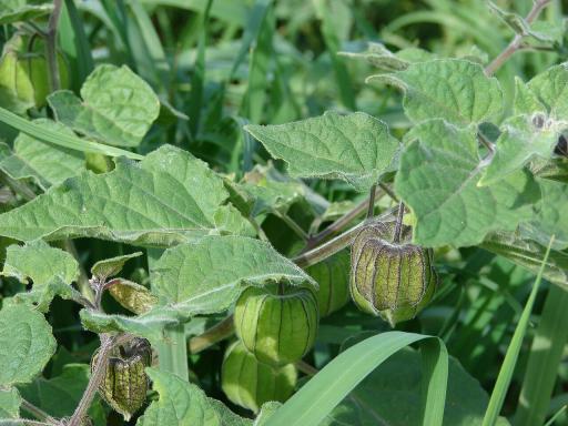 Groundcherry