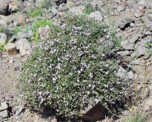 Common Thyme