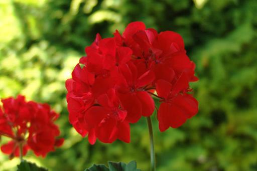 Geranium