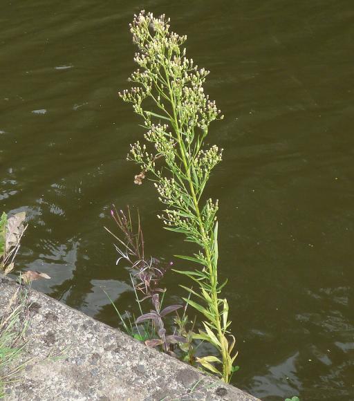 Horseweed