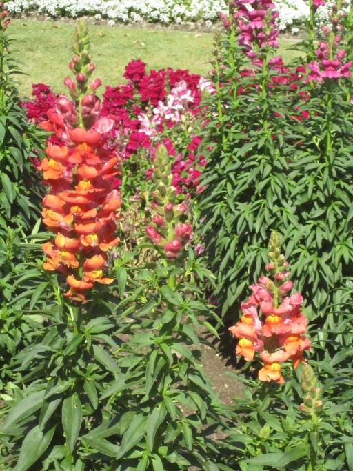 Snapdragon